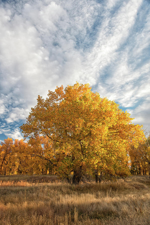 Portrait of Fall Colors on the Great Plains Photograph by Tony Hake