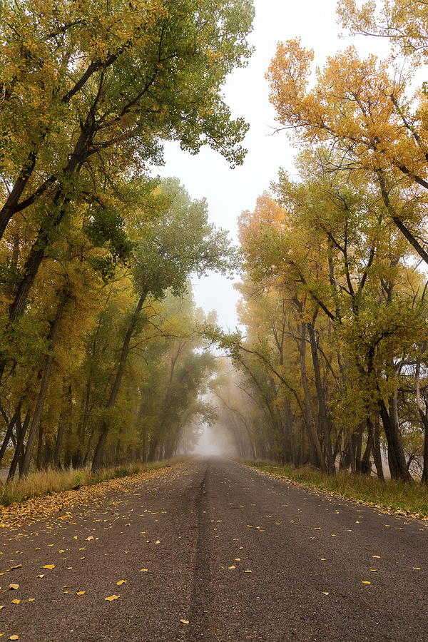 Portrait of Fall Foliage and a Foggy Road Photograph by Tony Hake