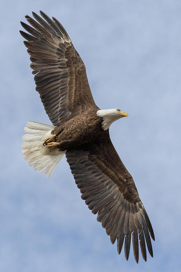 Portrait of Freedoms Flight Photograph by Tony Hake