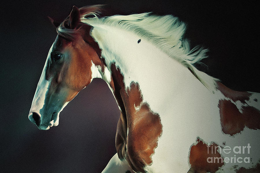 Portrait Of Galloping Paint Horse Photograph by Dimitar Hristov