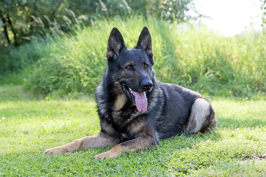 Portrait of German Shepherd Dog Photograph by Jaroslav Frank - Pixels