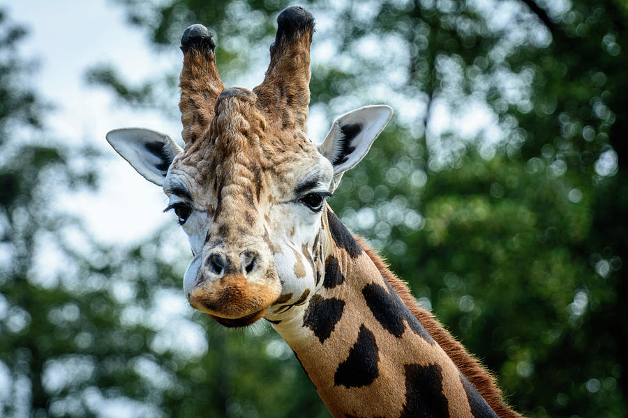 Nature Photograph - Portrait of Giraffe by Libor Vrska