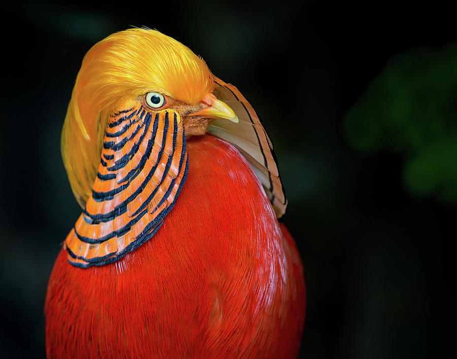 Portrait of Golden Pheasant Photograph by Greg Nyquist