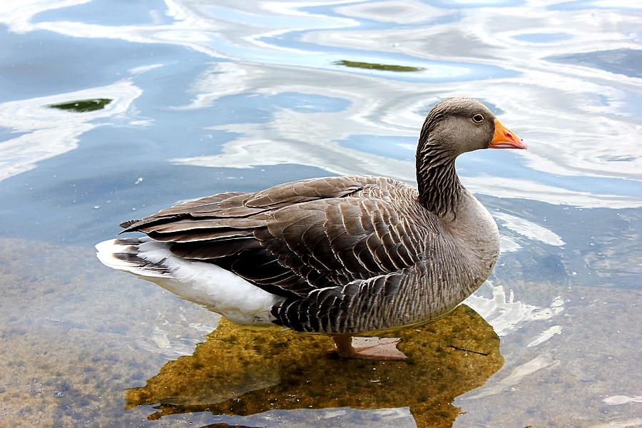 Portrait Of Greylag Goose Photograph by Kayode Fashola - Fine Art America