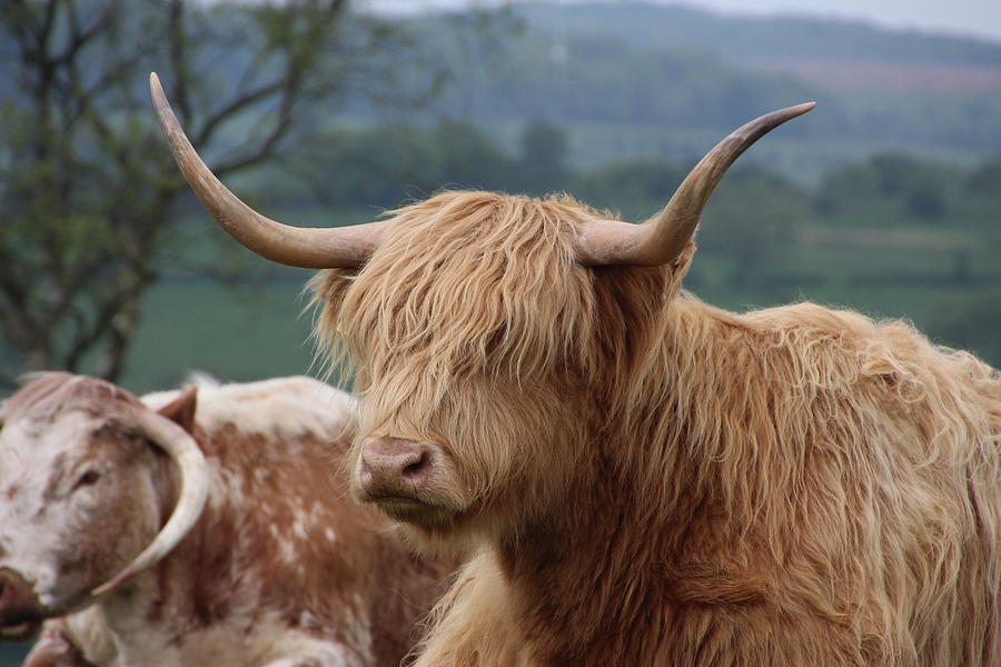 Portrait of Highland cattle Photograph by Tom Conway