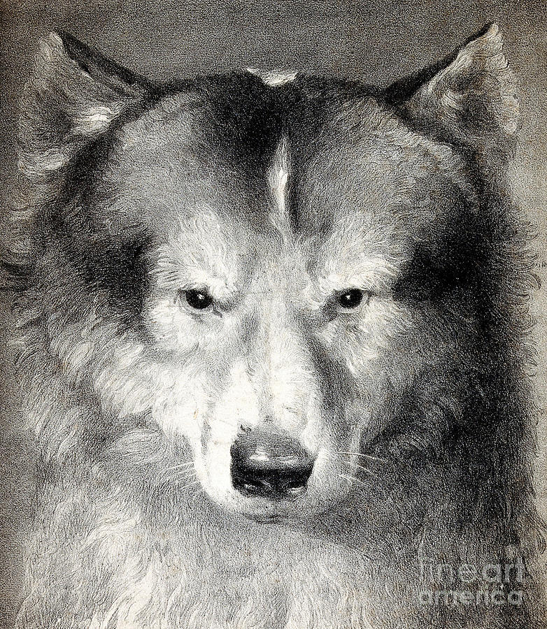 Portrait Of Husky, 1824 Photograph by Wellcome Images