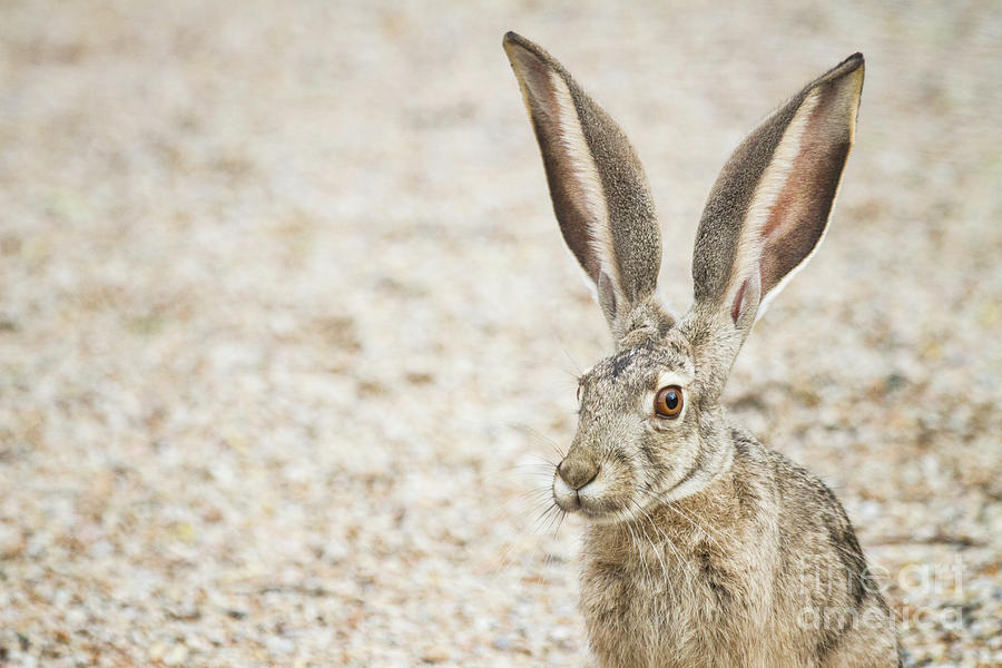 Portrait of a female jackrabbit  Photograph by Ruth Jolly