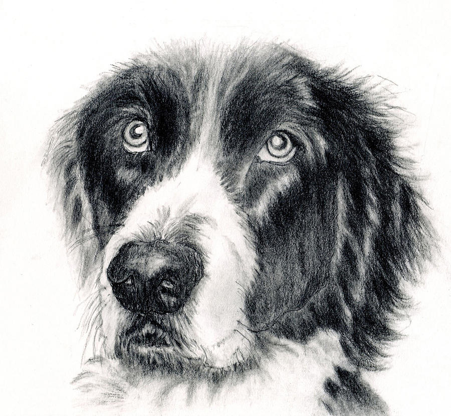 Dog Portrait Art Print #3 Drawing by Barbara J Hart
