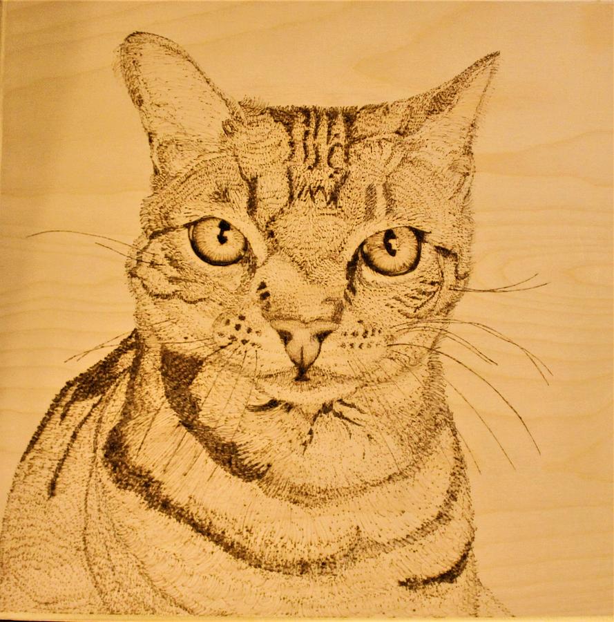 Portrait Of Kentucky The Cat Pyrography By Tracy Chambers 