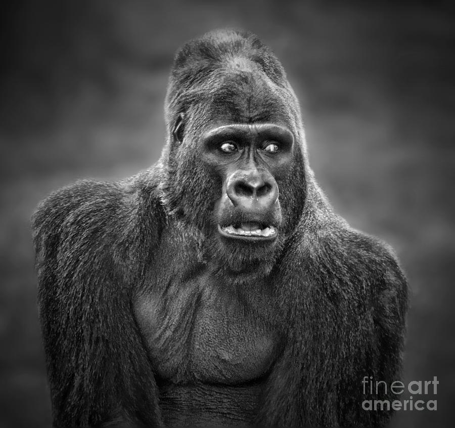 Portrait of King Kongs Cousin III Photograph by Jim Fitzpatrick