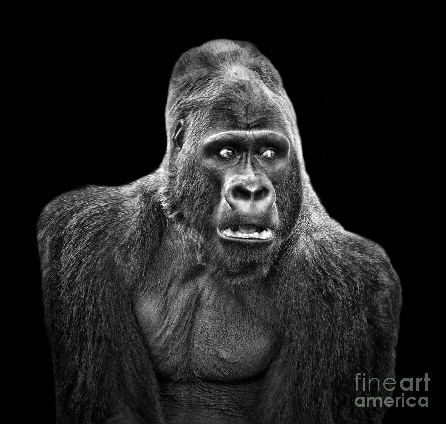 Portrait of King Kongs Cousin IV Digital Art by Jim Fitzpatrick
