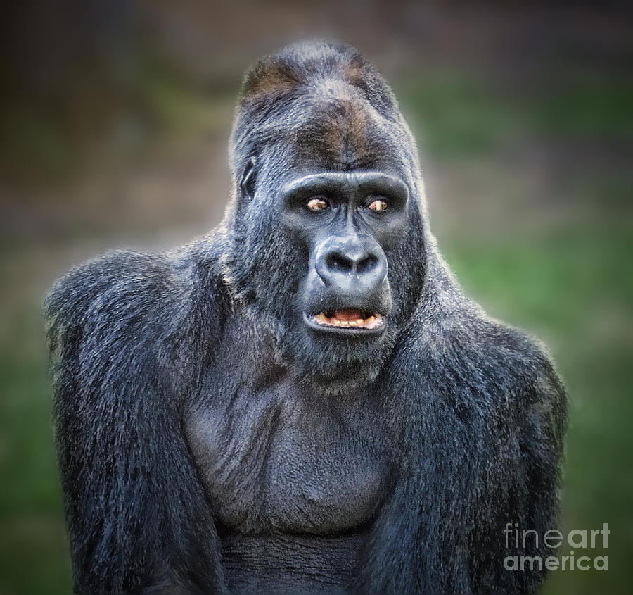 Portrait of King Kongs Cousin Photograph by Jim Fitzpatrick