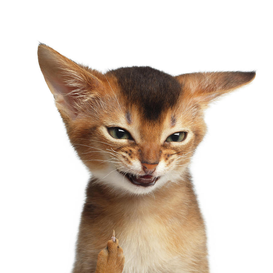 Portrait of Kitten with showing Middle finger Photograph by Sergey Taran