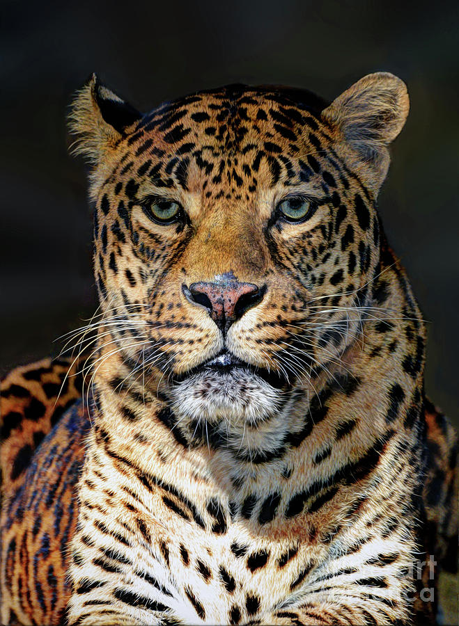 Portrait of Leopard Photograph by Savannah Gibbs