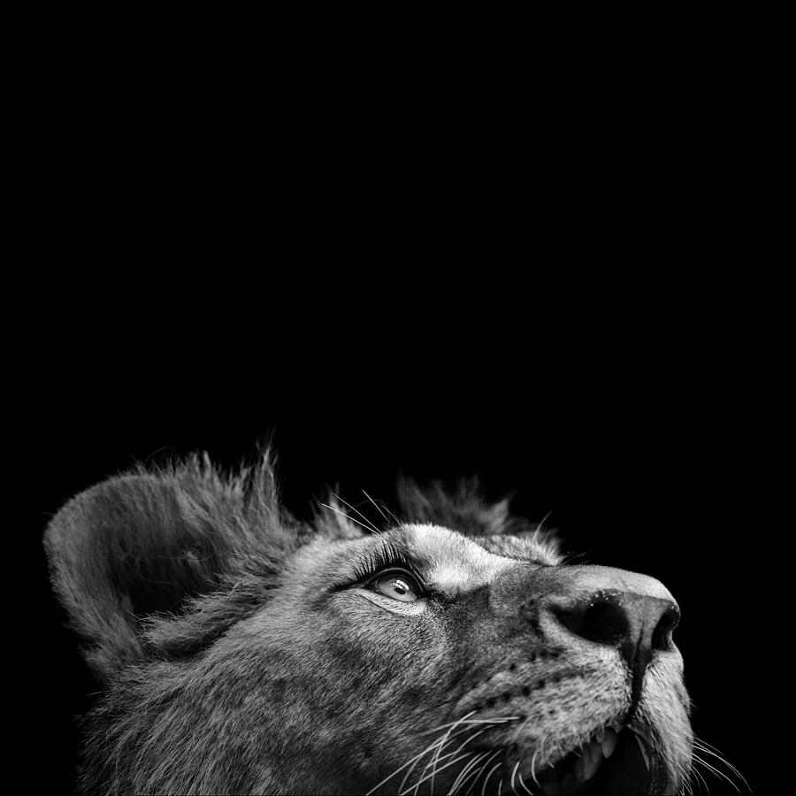 Portrait Of Lion In Black And White Iii