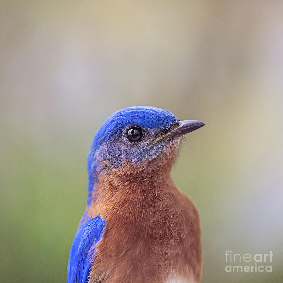 Portrait of Male Eastern Bluebird - square Photograph by Scott Pellegrin