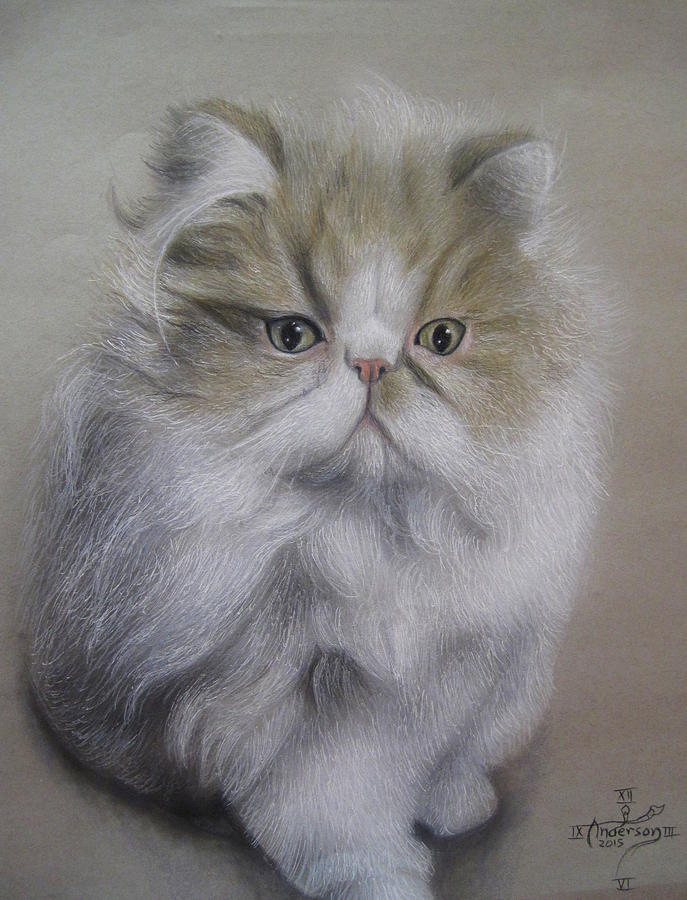 Cat Drawing - Portrait of Maximo by Jonathan Anderson