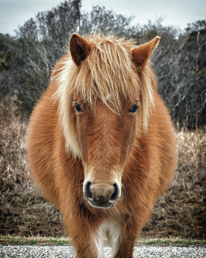 Portrait of Mieke's Noe'lani by Assateague Pony Photography Portrait of Mieke's Noe'lani by Assateague Pony Photography