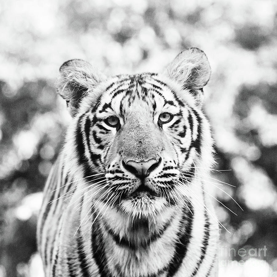 Portrait of Mike VII - square BW Photograph by Scott Pellegrin