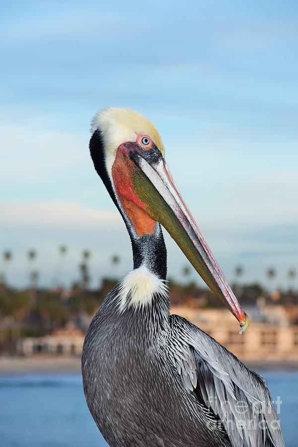 Portrait Of Mr. Pelican Photograph by Hao Aiken