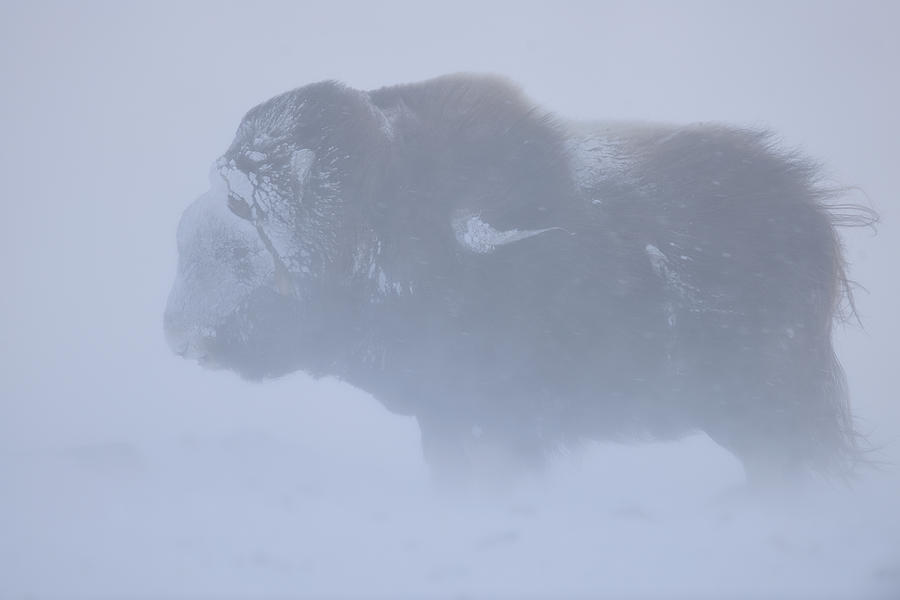 Bison Photograph - Portrait Of Musk Ox Fighting A Winter Snow Blizard by Yves Adams