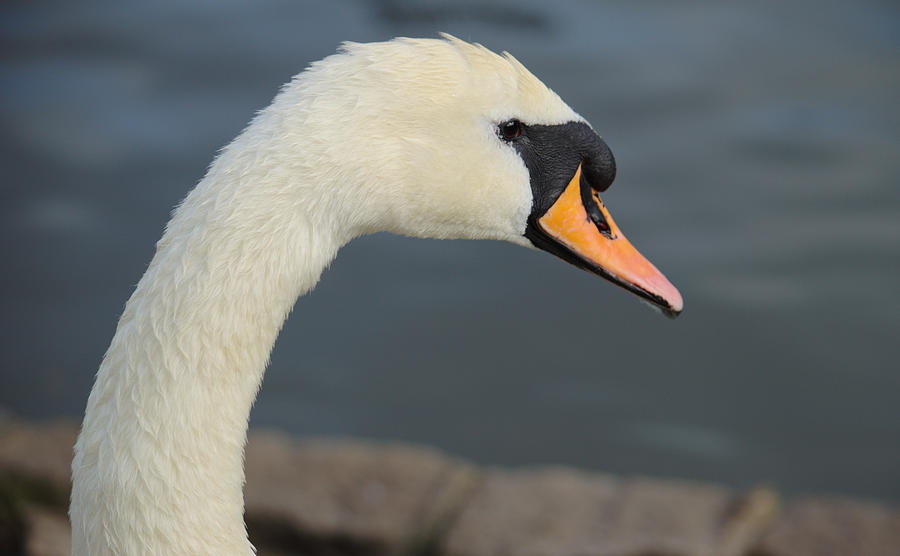 Portrait of Mute Swan Photograph by Adrian Wale