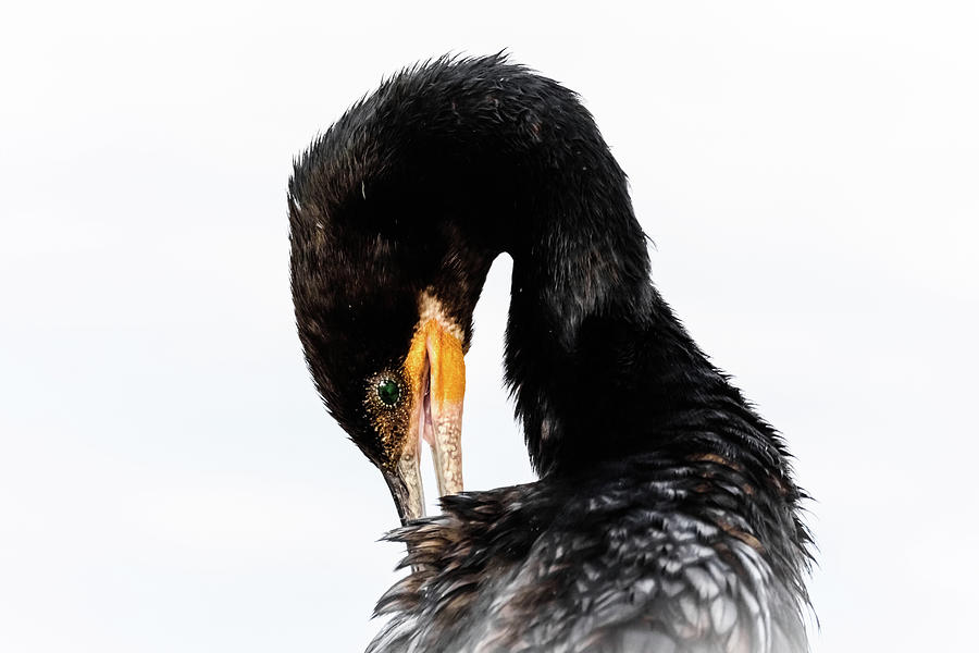 Portrait of NeoTropic Cormorant Preening Photograph by Debra Martz