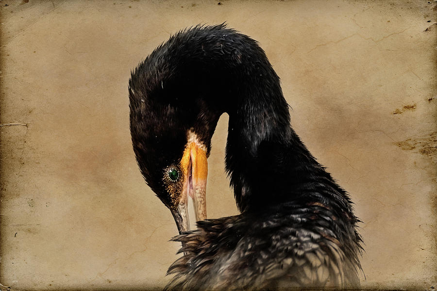 Portrait of NeoTropic Cormorant Preening - Textured Background Photograph by Debra Martz