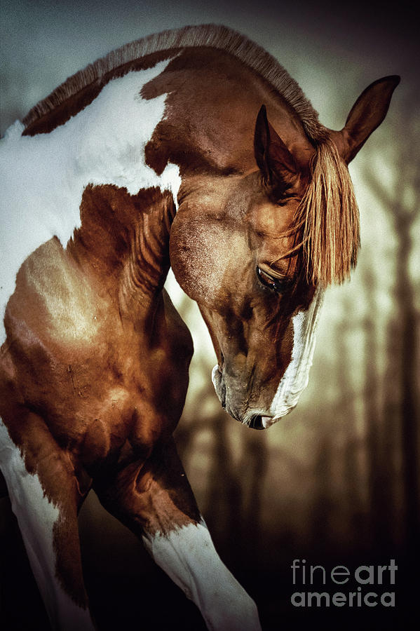 Portrait of paint horse stallion Photograph by Dimitar Hristov