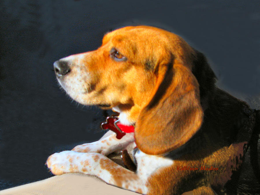 Portrait of Pebbles - The Independent Beagle Photograph by Kathleen Modica