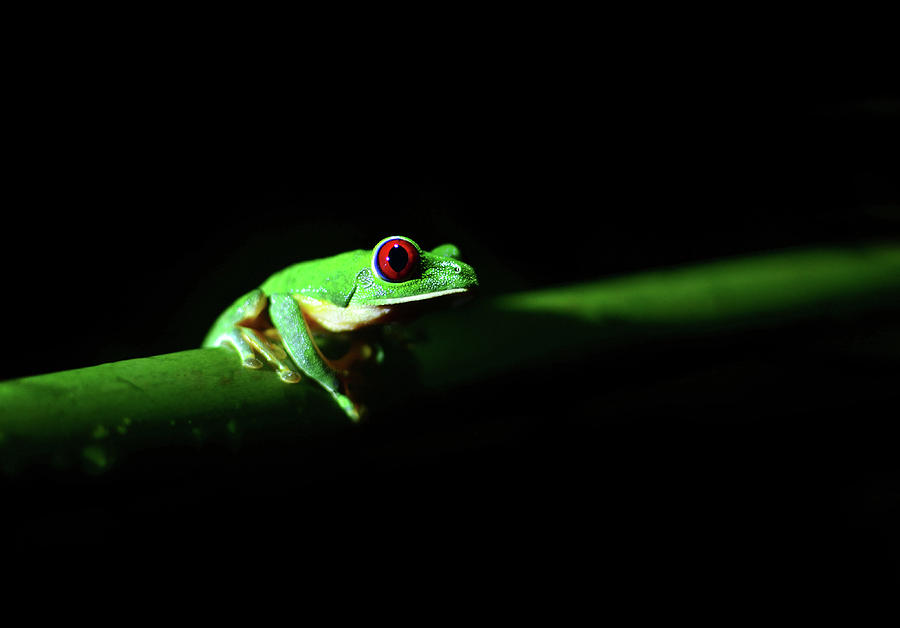 Wildlife Photograph - Portrait of Red-Eyed Tree Frog under the light at night by Srdjan Kirtic