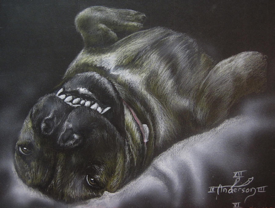Dog Drawing - Portrait of Roxi by Jonathan Anderson