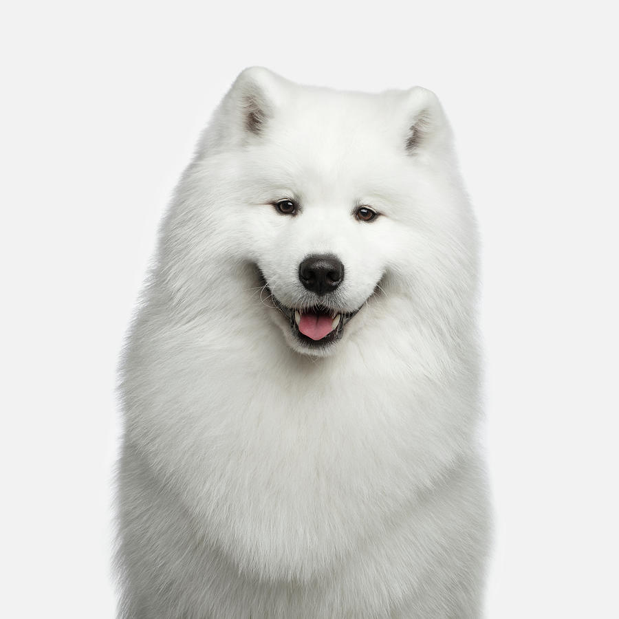 Nature Photograph - Portrait of Samoyed dog on white background by Sergey Taran