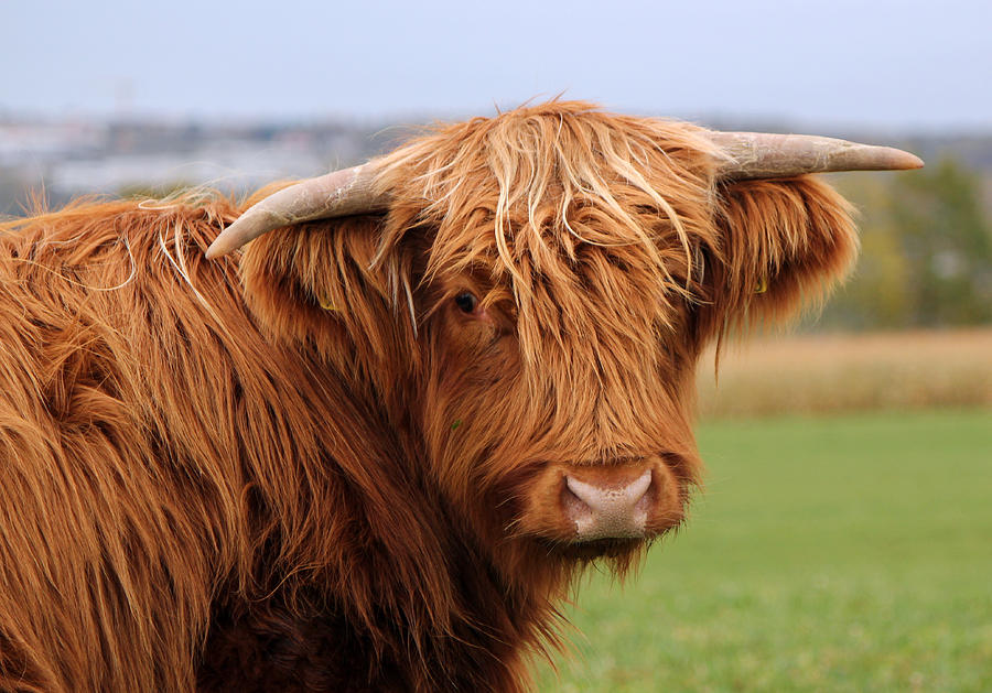 Portrait of scottish cow Photograph by Elenarts - Elena Duvernay photo
