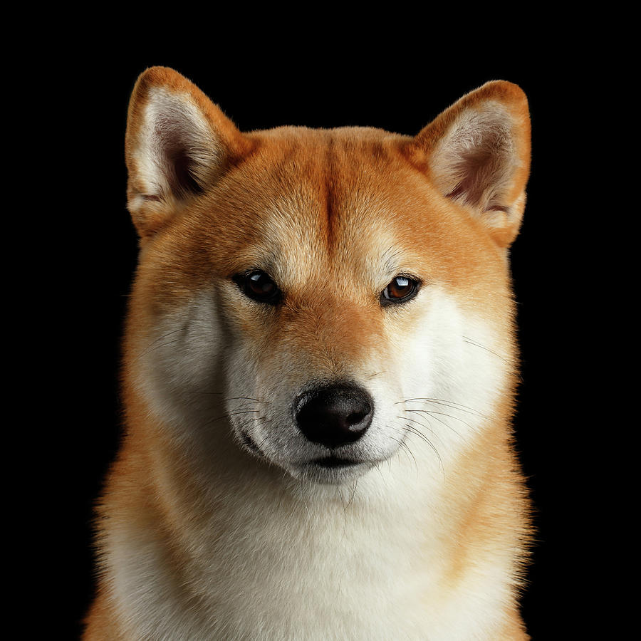 Dog Photograph - Portrait of Shiba inu by Sergey Taran