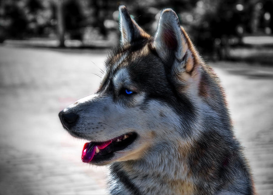 Nature Photograph - Portrait of Siberian Husky by Alexey Bazhan