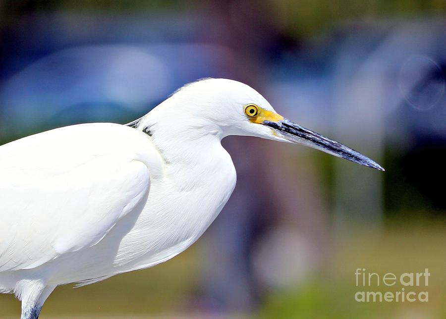 Portrait of Snowy Egret in Profile Photograph by Diann Fisher