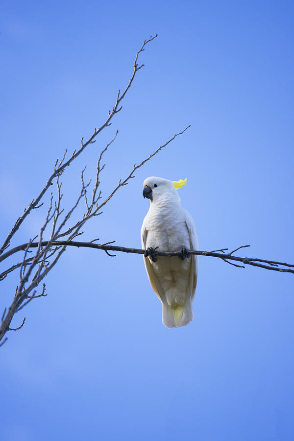 Portrait of Sulphur Crested Cockatoo  Photograph by Anthony Davey