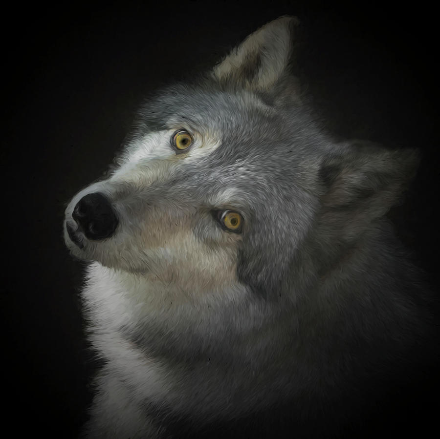 Portrait of the Gray Wolf Photograph by Mitch Spence