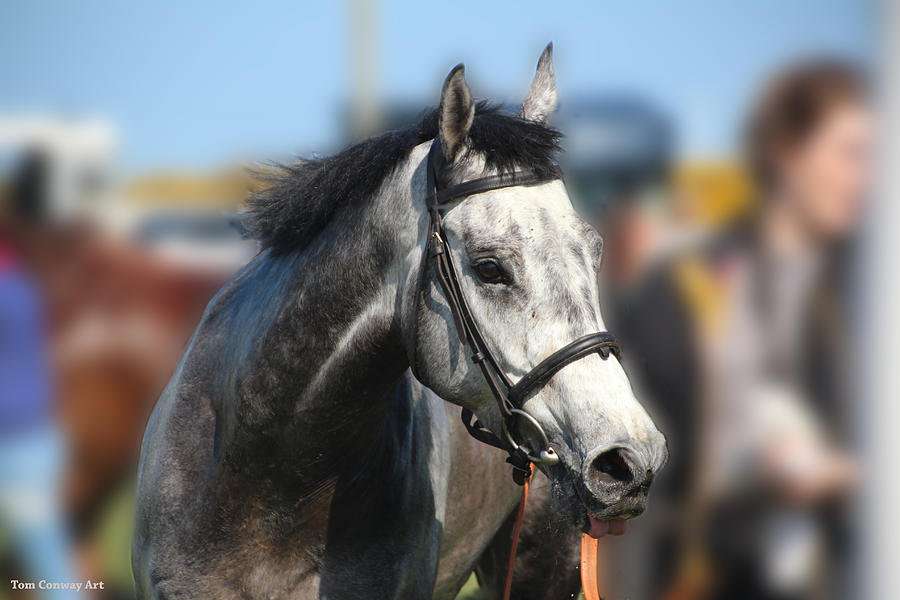 Portrait of the Grey Race Horse Photograph by Tom Conway
