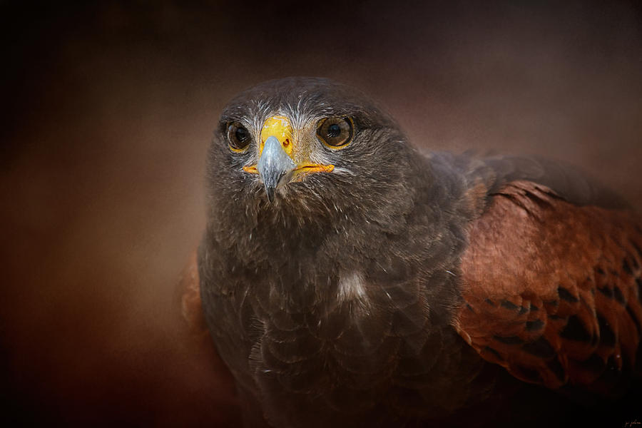 Portrait Of The Harris Hawk Photograph by Jai Johnson