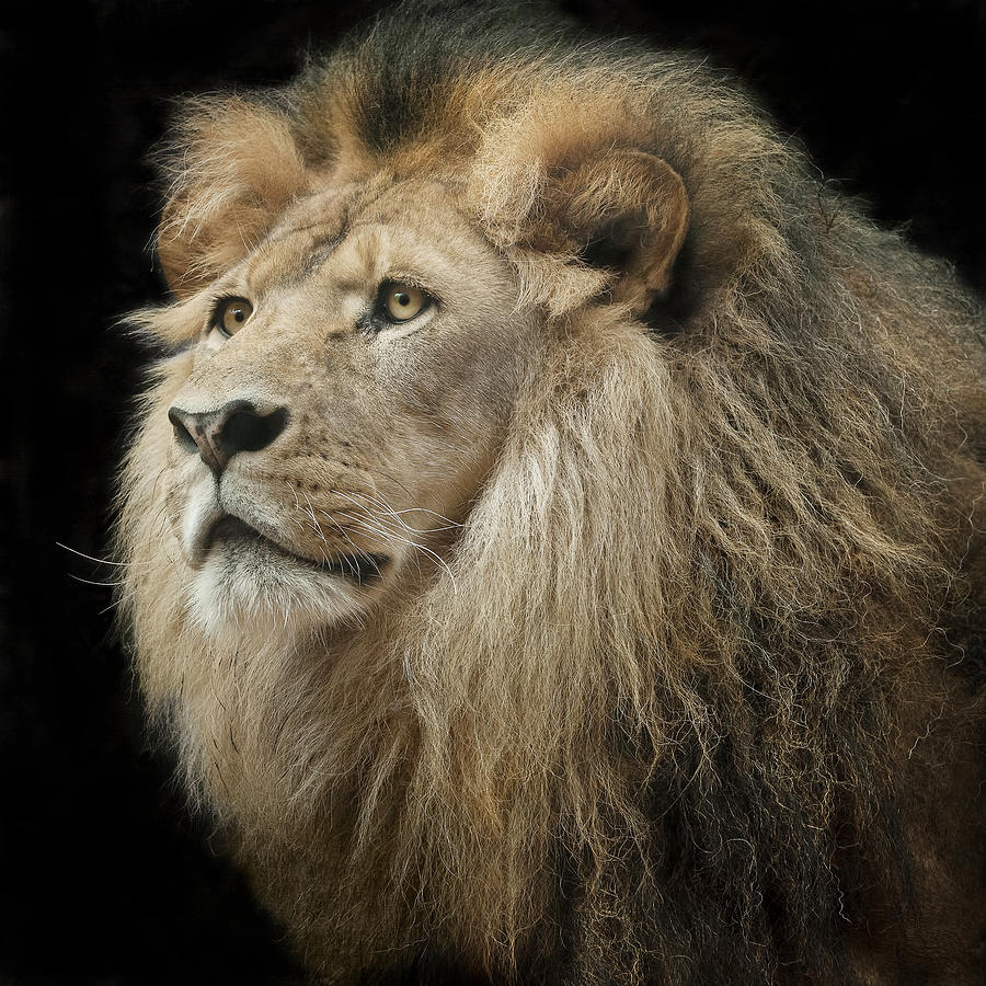 Wildlife Photograph - Portrait of the King by Linda D Lester