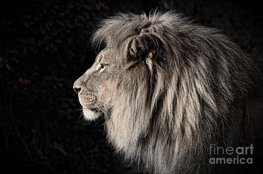 Lion Photograph - Portrait of the King of the Jungle II by Jim Fitzpatrick