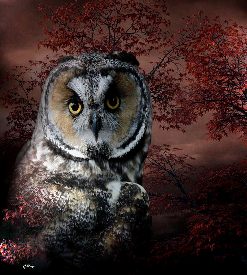 Owl Photograph - Portrait Of The Owl by Gayle Berry