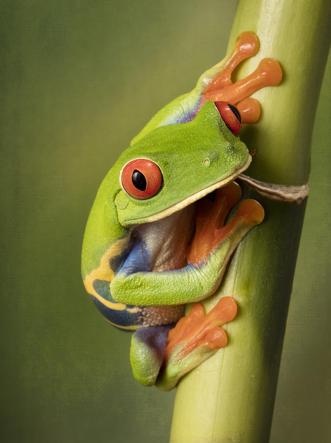Frog Photograph - Portrait of the Red Eyed Tree Frog by Linda D Lester