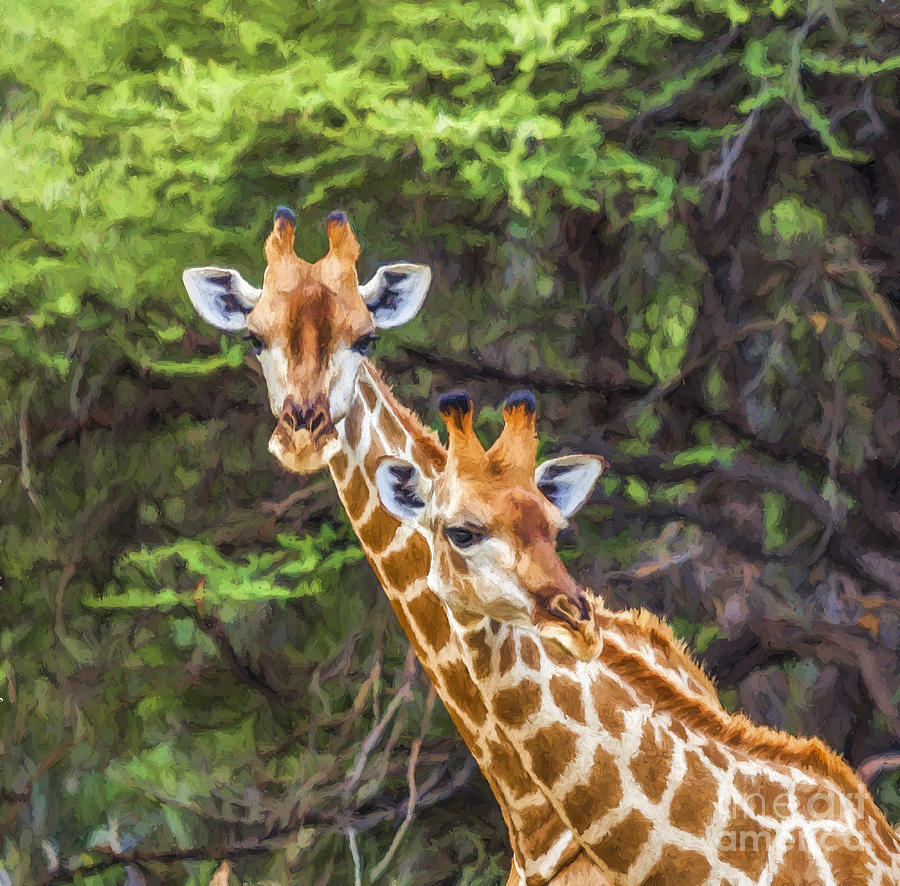 Portrait of two Giraffes in Mahango G R  Namibia Digital Art by Liz Leyden