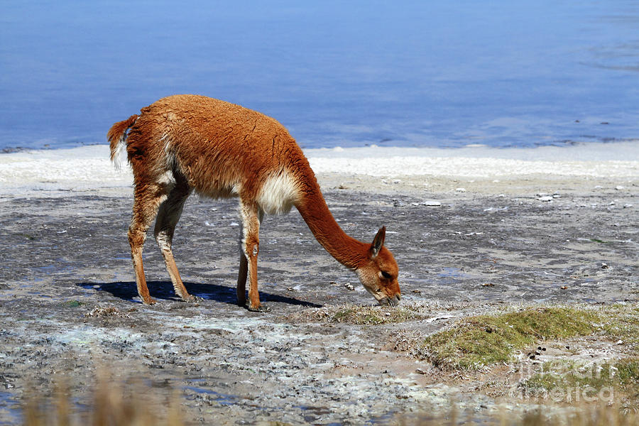 Portrait of Vicuna Grazing on shore of Salt Flat Chile Photograph by James Brunker