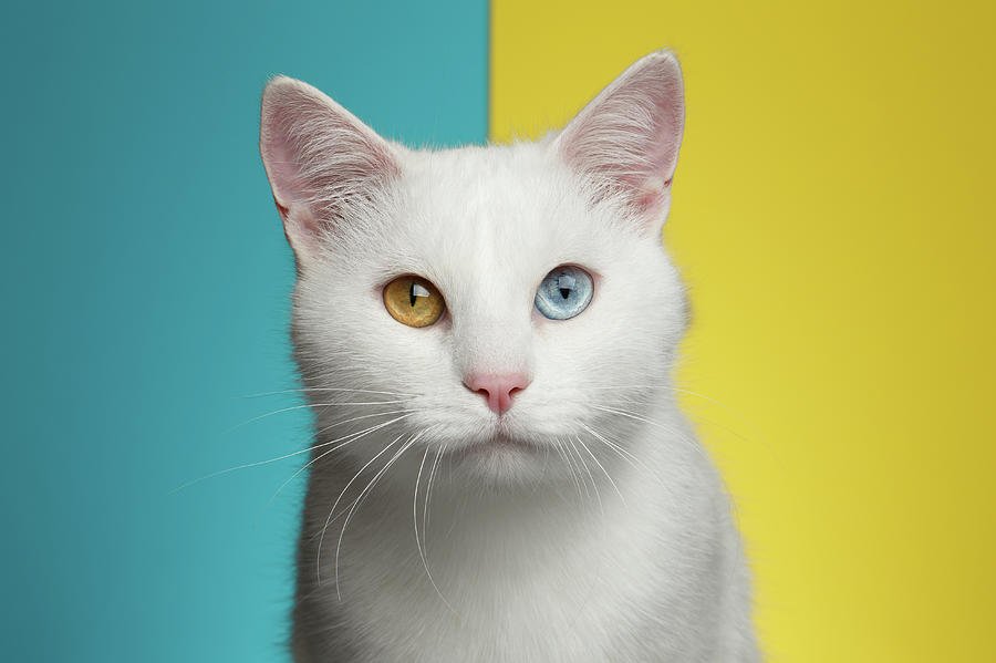 Cat Photograph - Portrait of White Cat on Blue and Yellow Background by Sergey Taran