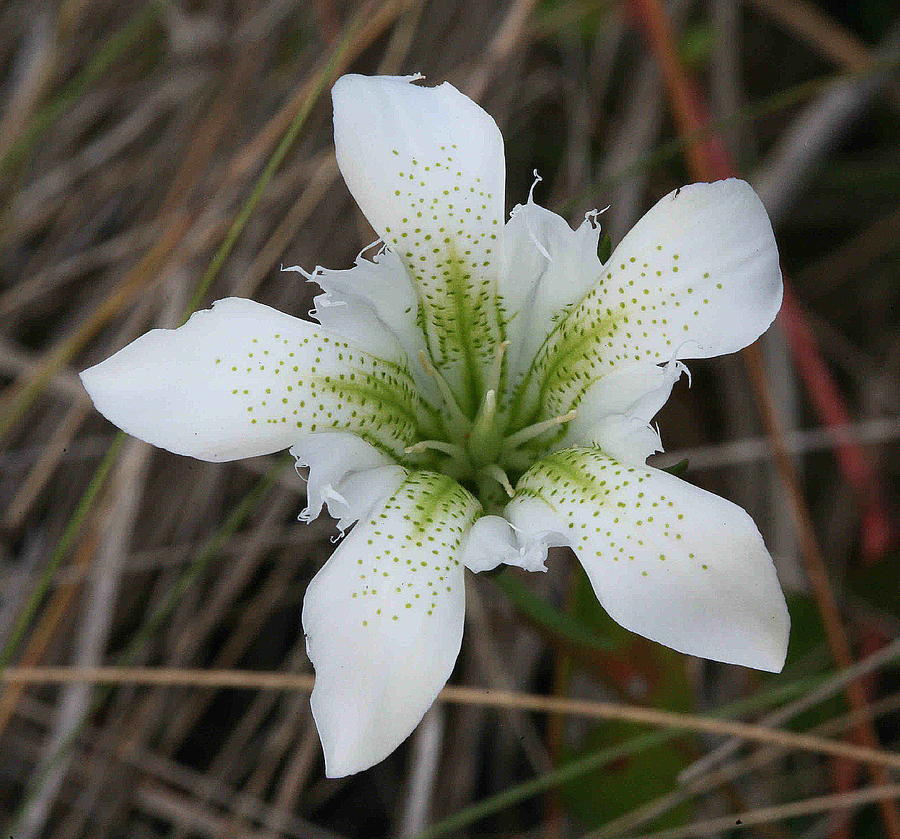 Nature Photograph - Portrait of White Pine Barrens Gentian by Matt Cormons Nature Photograph - Portrait of White Pine Barrens Gentian by Matt Cormons