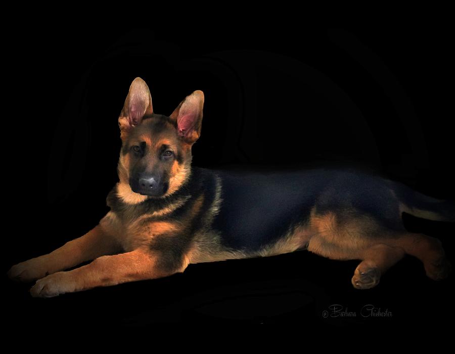 Portrait Of Young German Shepherd Mixed Media by Barbara Chichester